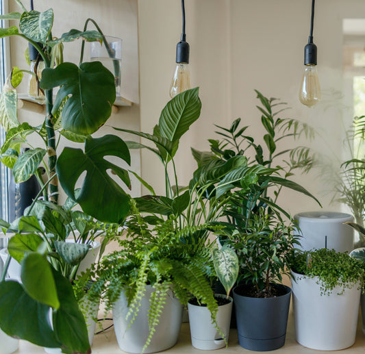 How Smart Plant Pots Are Revolutionizing Indoor Gardening?